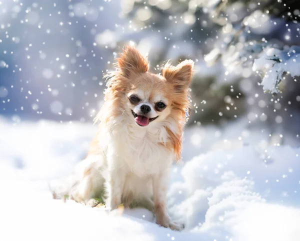 Pequeno Chihuahua Posando Natureza Inverno — Fotografia de Stock