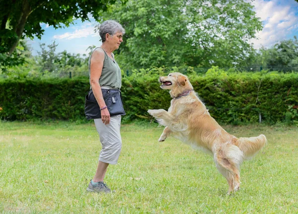Hond Training Voor Gehoorzaamheid Discipline Met Een Golden Retriever — Stockfoto
