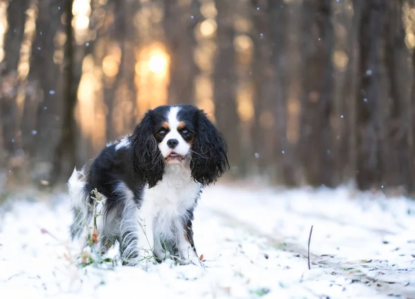 Cavalier King Charles Staying Nature — Stock Photo, Image