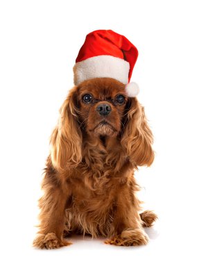 Genç cavalier king charles beyaz arka plan önünde