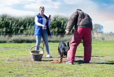 Gri Alman çoban köpeği güvenlik ve koruma eğitimi alıyor. 