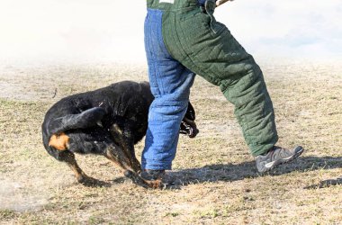 Genç Rottweiler koruma sporu ve polis eğitimi alıyor.