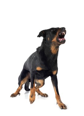 Beyaz arka planda Beauce 'den gelen çoban köpeği