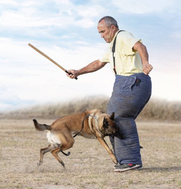 Genç Belçikalı çoban köpeği doğada güvenlik eğitimi alıyor.