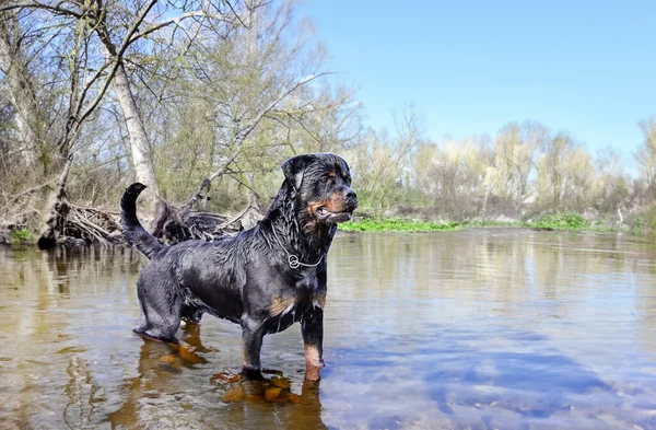 Junge Rottweilerin Schwimmt Sommer Fluss — Stockfoto