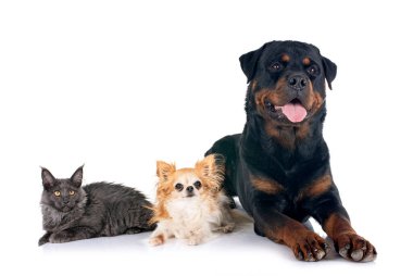 Rottweiler, Maine Rakun Yavrusu ve Chihuahua beyaz arka planda