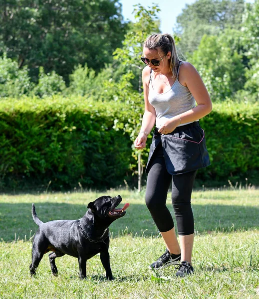 dog training  for obedience discipline with a staffie