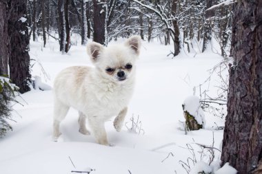 Köpek yavrusu chihuahua kışın karda oynuyor.