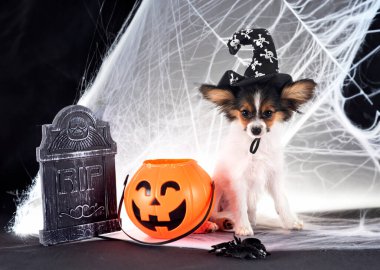Beyaz arka plan önünde papillon köpek yavrusu