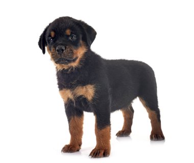 Beyaz arkaplan önünde köpek yavrusu rottweiler