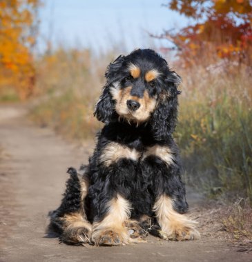 İngiliz Cocker Spaniel otomne doğasında