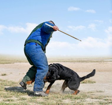 Genç Rottweiler koruma sporu ve polis eğitimi alıyor.