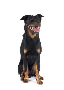 Beyaz arka planda Beauce 'den gelen çoban köpeği