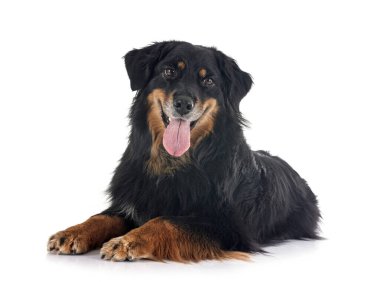 Beyaz arka planda safkan Hovawart