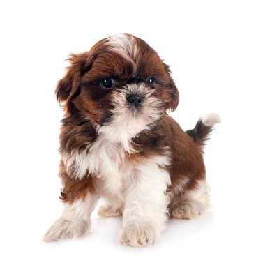 Köpek Shih Tzu beyaz arkaplanın önünde