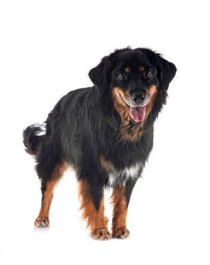 Beyaz arka planda safkan Hovawart