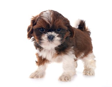 Köpek Shih Tzu beyaz arkaplanın önünde
