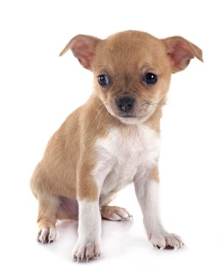 Beyaz arka planda küçük bir chihuahua