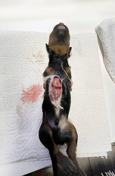 Cachorro Malformado Recién Nacido Rottweiler Veterinario — Foto de Stock