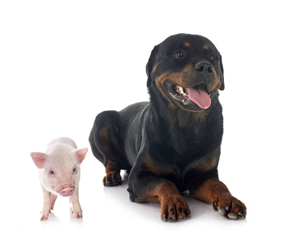 Pink Miniature Pig Rottweiler Front White Background — Stock Photo, Image