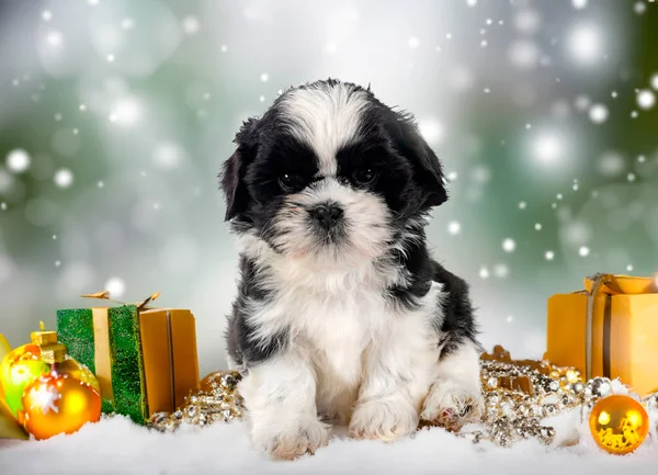 Cachorro Shih Tzu Frente Fondo Navidad — Foto de Stock