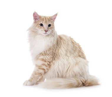 Beyaz arka planda Norveç Orman Kedisi