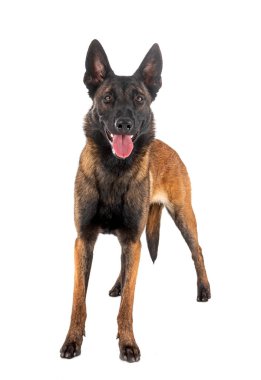 Beyaz arka planda Belçikalı çoban