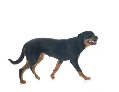 Beyaz arkaplan önünde köpek yavrusu rottweiler