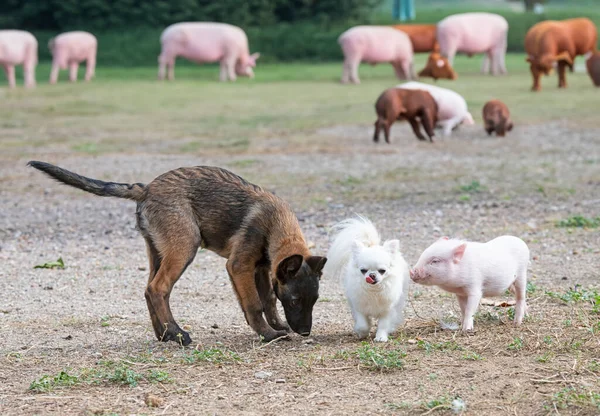 piglet, chihuahua and malinois in front of farm