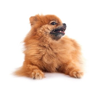 Beyaz arkaplan önünde genç pomeranian