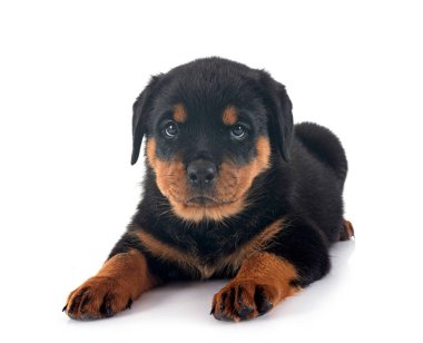 Beyaz arkaplan önünde köpek yavrusu rottweiler