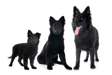 Genç Alman çoban köpekleri beyaz arka planın önünde