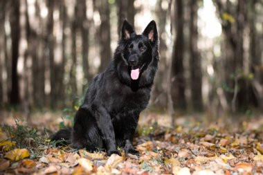 Siyah Alman çoban köpeği doğada koşuyor.