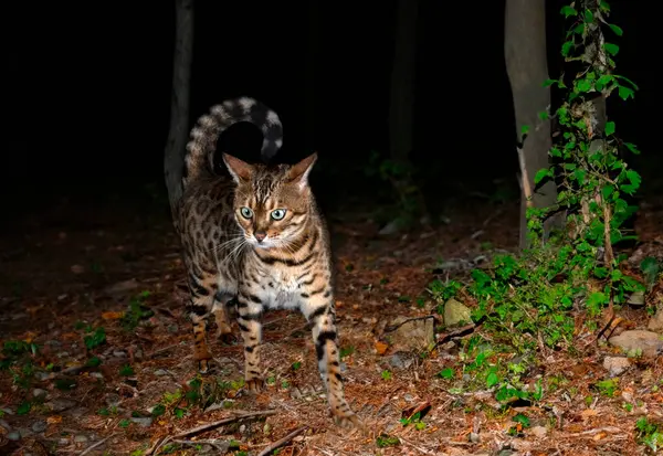 bengal cat walking in a forest, in the night