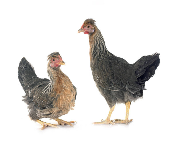 cream legbar chicken in front of white background