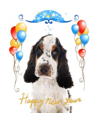 Beyaz arka plan önünde İngiliz yavru horoz İspanyol