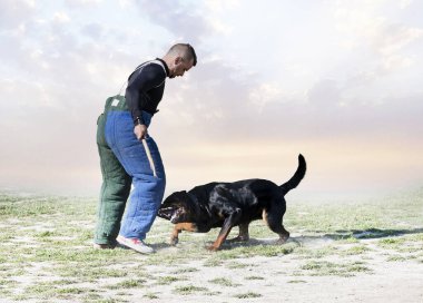 Genç Rottweiler koruma sporu ve polis eğitimi alıyor.