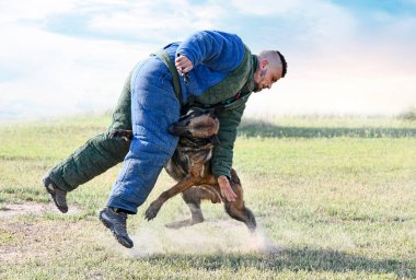 Genç Belçikalı çoban köpeği doğada güvenlik eğitimi alıyor.