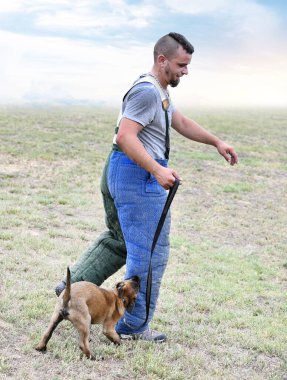 Genç Belçikalı çoban köpeği doğada güvenlik eğitimi alıyor.