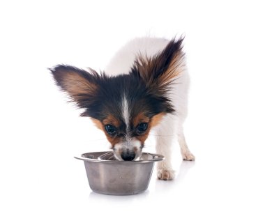 Yavru papillon köpek beyaz arka planda yemek yiyor.