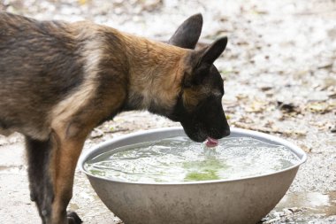 Genç Belçikalı çoban bir kasede içiyor.