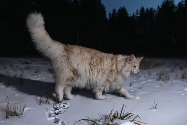 Norwegische Waldkatze Vor Winterlichem Hintergrund — Stockfoto