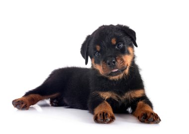 Beyaz arkaplan önünde köpek yavrusu rottweiler