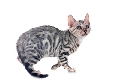 Bengal kedisi beyaz arka planda