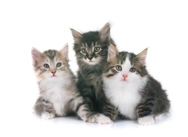 Genç Kurilian Kış Kuyruğu beyaz arkaplan önünde