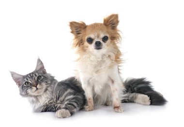 Maine coon yavru kedi ve beyaz arka plan önünde chihuahua