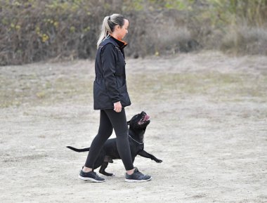  St.Fordshire Boğa Teriyeri itaat disiplini eğitimi alıyor.