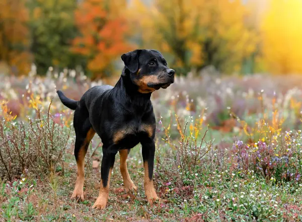Picture Young Rottweiler Staying Nature — Stock Photo, Image