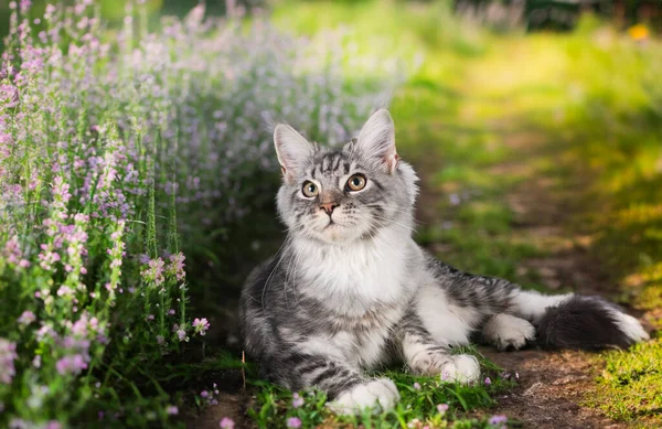 Maine Mýval Kotě Přední Části Jarní Pozadí — Stock fotografie