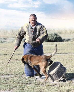 Genç Belçikalı çoban köpeği doğada güvenlik eğitimi alıyor.